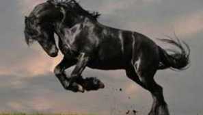 Divocí koní mustanga. Koně v přírodě a zemědělství